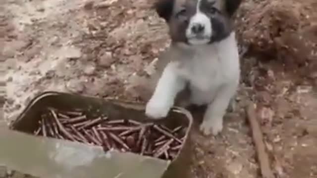 Cutest Ammunition Guard - Sad Situation