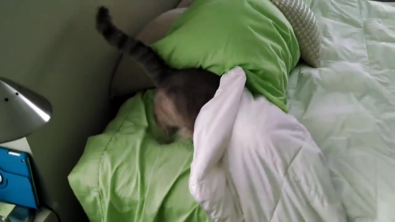 Cat Tucks Herself In to Bed