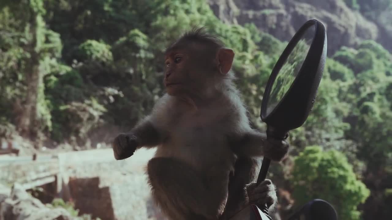 Monkey 🐒 look mirror