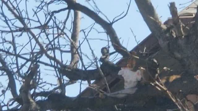 Chunky Squirrel Munches on a Hamburger