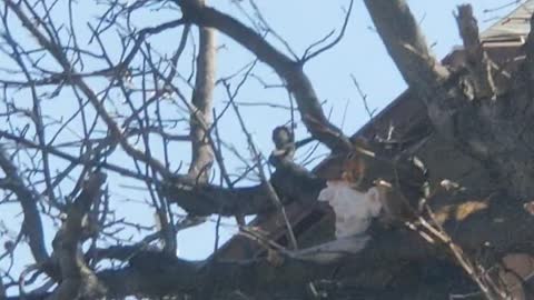 Chunky Squirrel Munches on a Hamburger