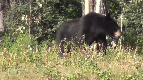 Bear mom and baby