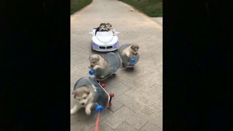 Dogs can also drive a mini dog car.