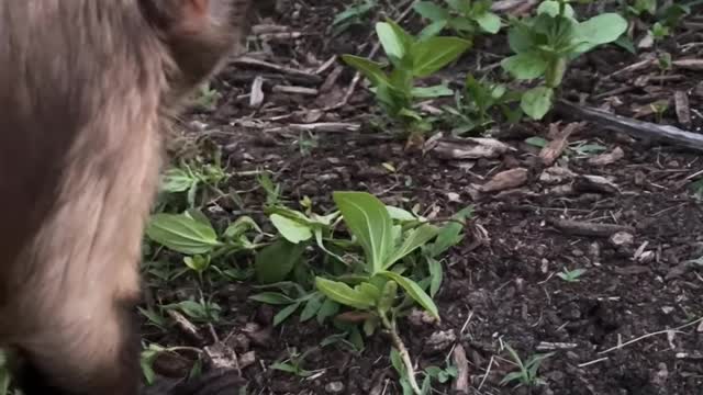 Just picking weeds right now
