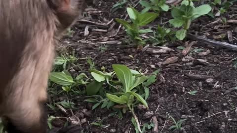 Just picking weeds right now