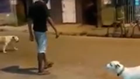 Indian Bruce Lee fight with Indian dogs funny video on street