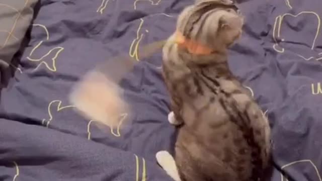 Cute and Funny Cat Videos Compilation - PART 89