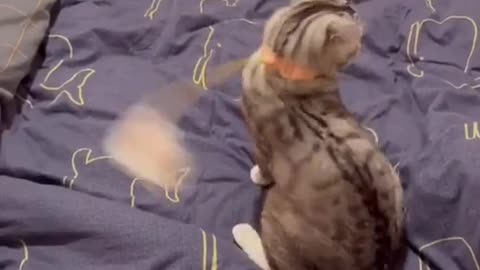 Cute and Funny Cat Videos Compilation - PART 89