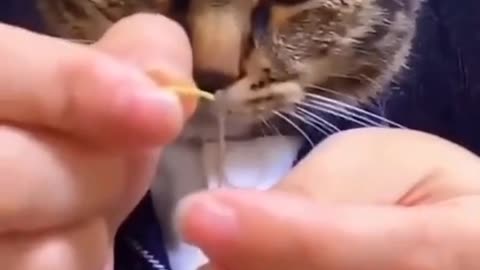 funny and fun animals