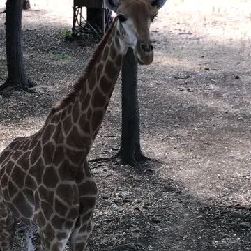 newly born giraffe vidéos 2021
