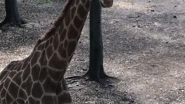 newly born giraffe vidéos 2021