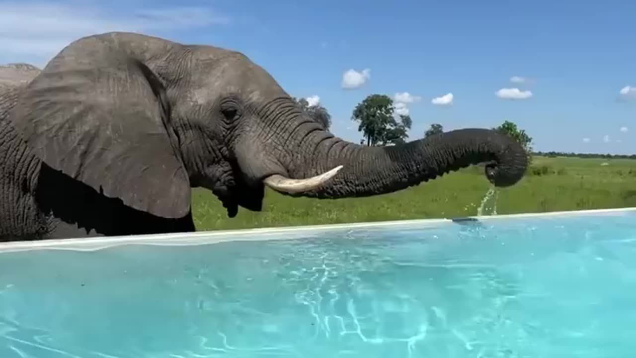An Elephant 🐘