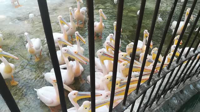 Girl Gets Popular After Pink Pelicans Rush To Her