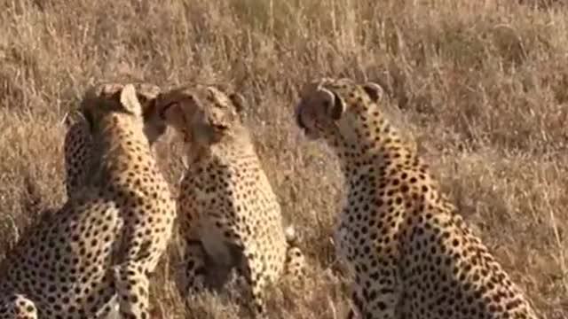 A group of Leopard 🐆 rest time