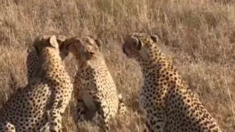 A group of Leopard 🐆 rest time