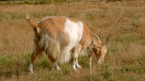 Goat | lovely animals