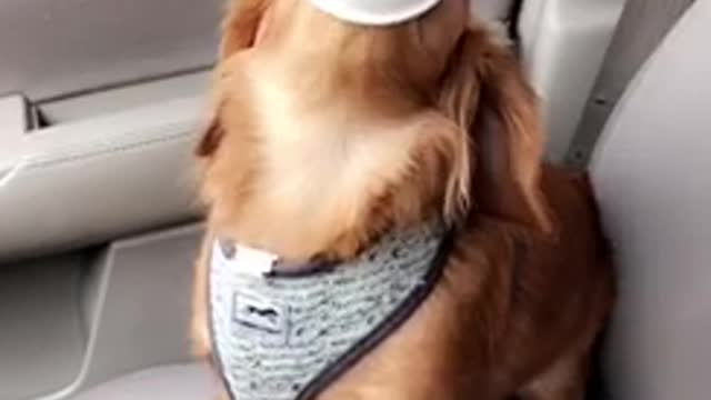 Brown dog sitting in car with cup over mouth