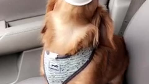 Brown dog sitting in car with cup over mouth