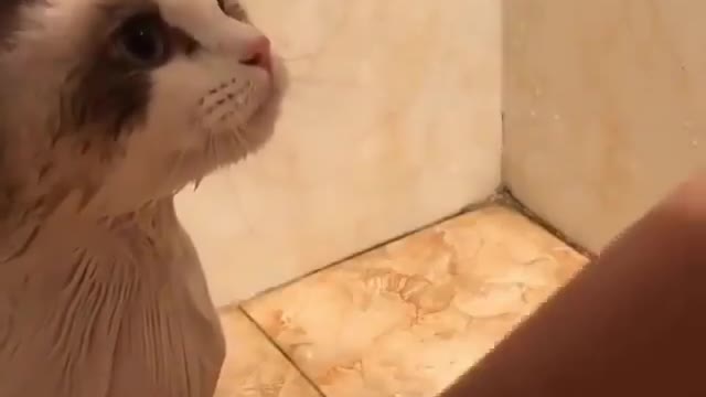 Cute cat taking shower