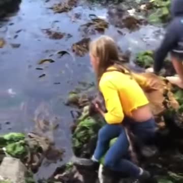 Swim FREEEEEEEEEE wee shark