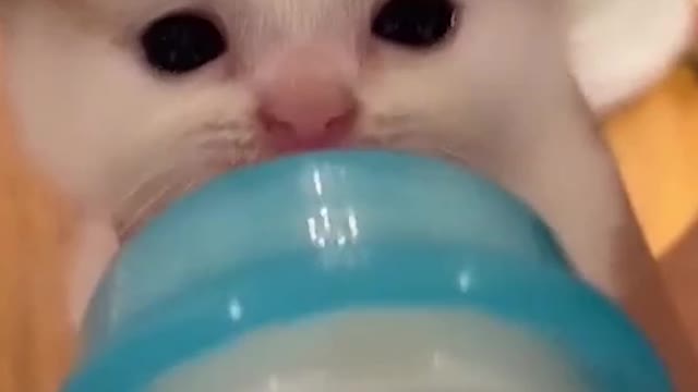 Cute & funny baby cat...🐱_complilation_11_