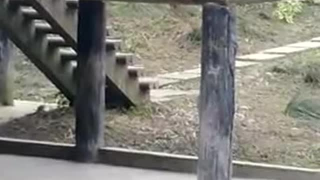 Cute panda eating bamboo in the park