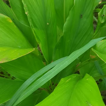 beautiful flowers in the afternoon