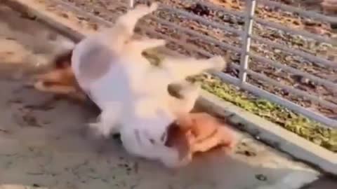 Funny animals fast and furious