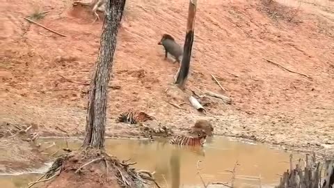 Wildlife in closer view with a natural perspective.