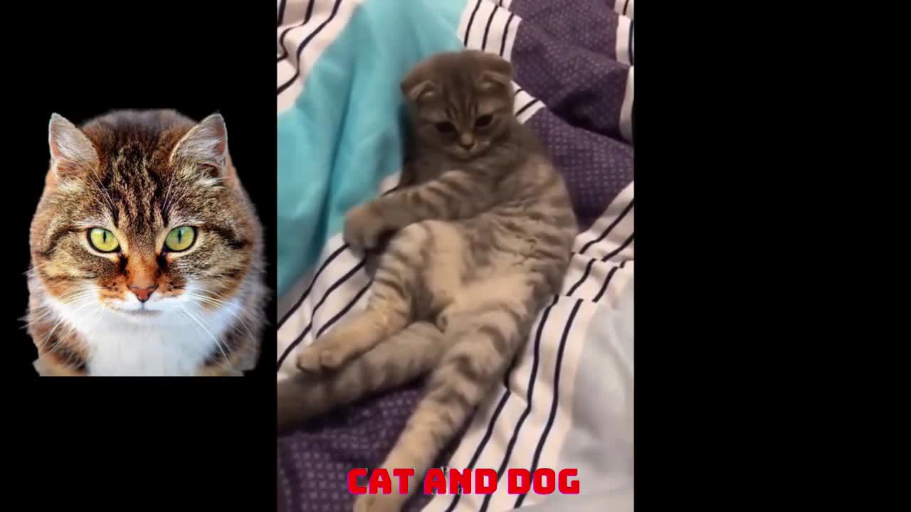 CAT DANCING - FUNNY CATS - CUTE CATS look