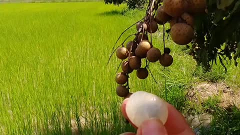 Longan fresh off tree