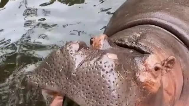 Hippos eat watermelon