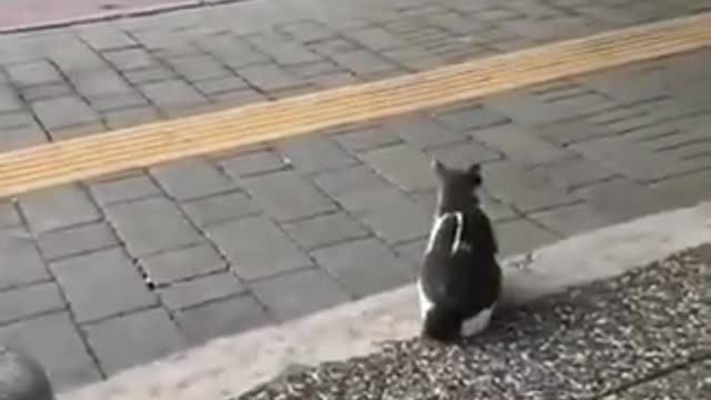 Stray Cat Sits on Sidewalk and Attacks Pedestrians -cutie