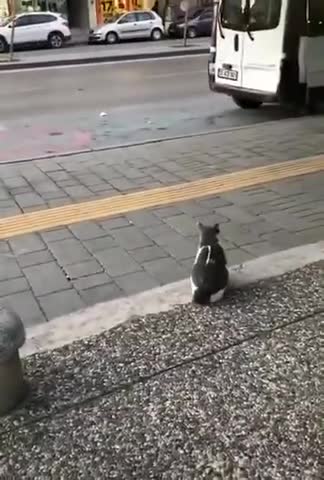 Stray Cat Sits on Sidewalk and Attacks Pedestrians -cutie