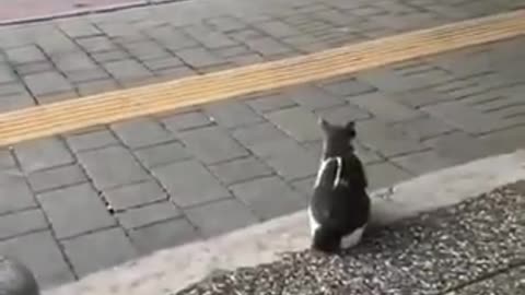 Stray Cat Sits on Sidewalk and Attacks Pedestrians -cutie