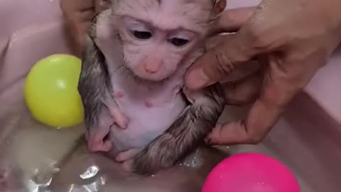 Smart Monkey