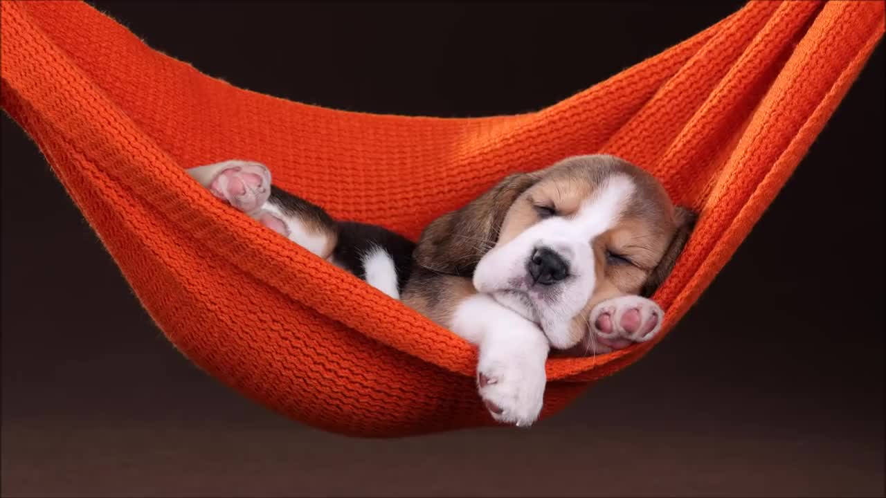 💤🐶 MÚSICA para DORMIR / RELAJAR a PERROS en 5 MINUTOS | SIN ANUNCIOS Y FUNCIONA ✅ 💤