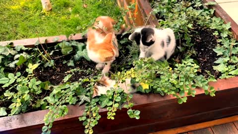 Cute and fanny cat videos🙋‍♂️baby cats - cat videos compilation