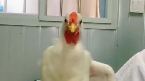 Funny cock's dance video