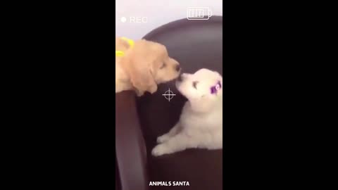 Pets New funny video
