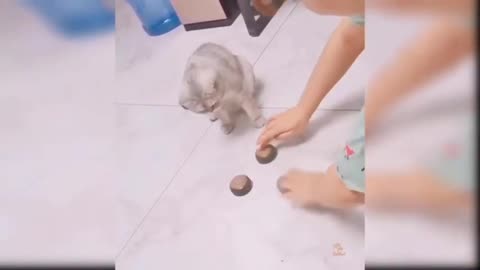 Si Meong Kucing Lucu - Funny Cats and Kittens