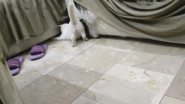 Cat Enjoy With Family 🐈😺