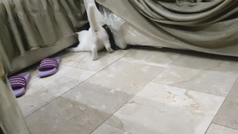 Cat Enjoy With Family 🐈😺