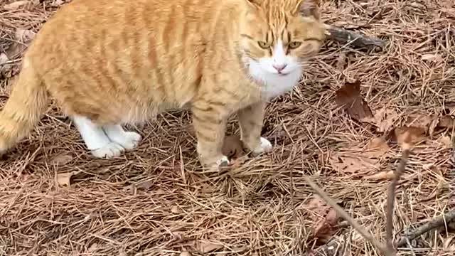 Cat in the mountain