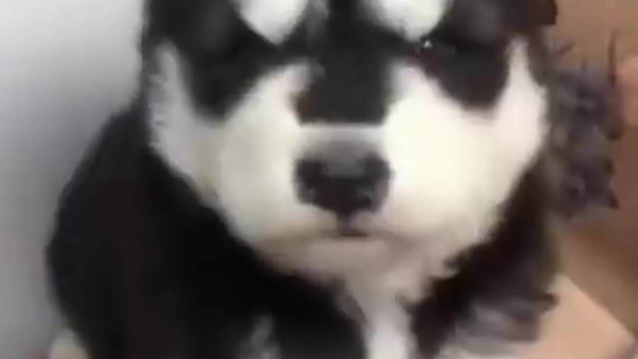 how sense baby husky howling cute