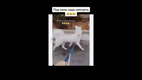 Funny people from other countries#2