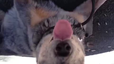 beautiful dog