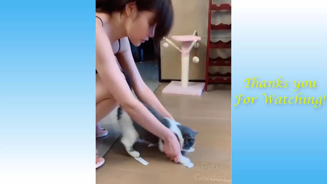 Funny and Cute Cat's Life must watch if your having a bad day :)