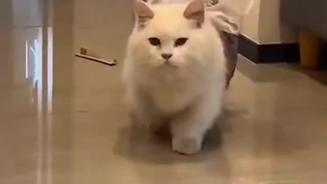 OMG These Cats Are So Cute And Beautiful | Viral Cat