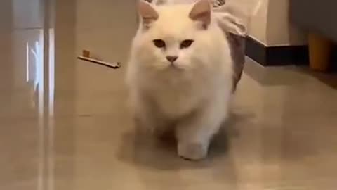 OMG These Cats Are So Cute And Beautiful | Viral Cat